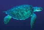 turtlelover