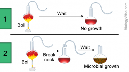louis-pasteur-experiment.png