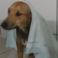 felipemauri234r